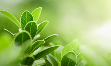 fresh green leaves