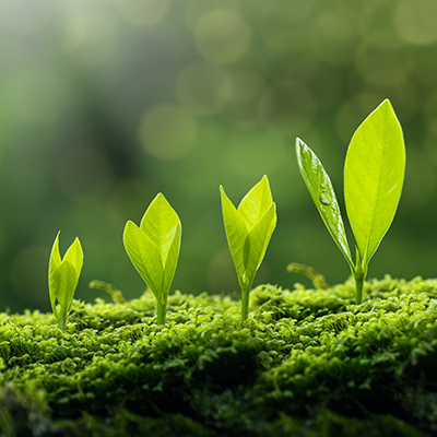 Sapling growing into big tree on green background