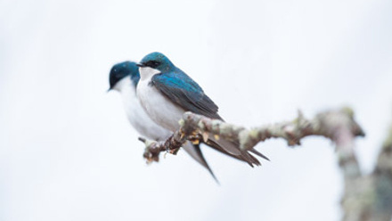 tree swallows