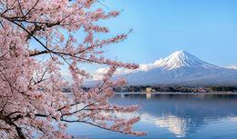 Mount fuji at Lake kawaguchiko with cherry blossom in Yamanashi near Tokyo, Japan