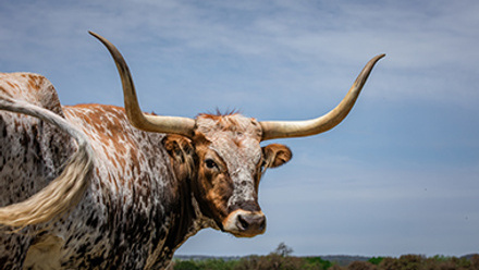 longhorn standing in a pasture
