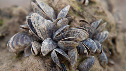 cluster of Zebra mussels