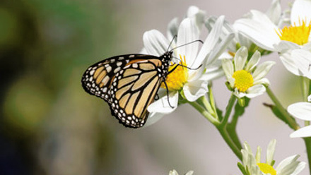 Monarch butterfly pollinating flower, thumbnail size