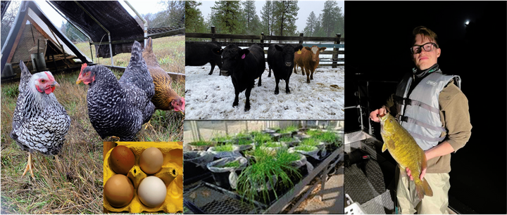 photos from session presenters: chicken on farm with eggs, cows, potted plants and person fishing