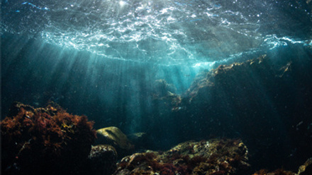 marine environment