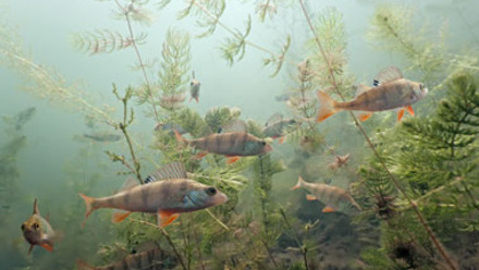 Perch swimming with plant background