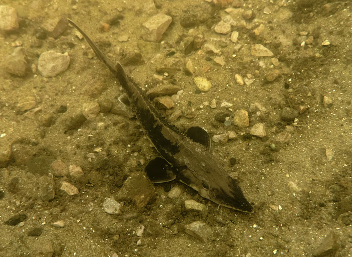 2025 RNRF grant supports a Michigan State University project for Lake Sturgeon, led by SETAC member Scott Colborne