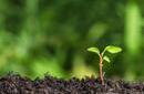 sprout growing in soil