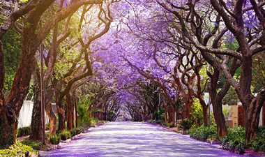 jacarande trees in Johannesburg thumbnail