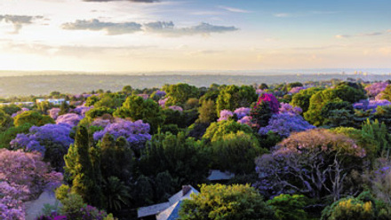 Aerial view of Johannesburg with jacaranda trees in bloom