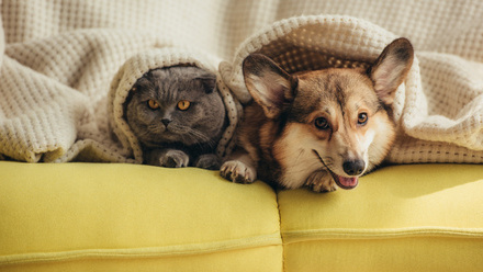dog and cat lounging
