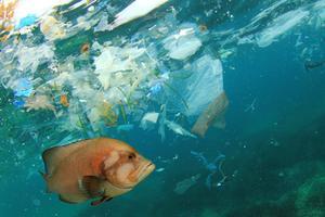 fish swimming in plastic pollution