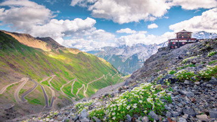 Aerial view with Stelvio pass on left and alpine flowers on right