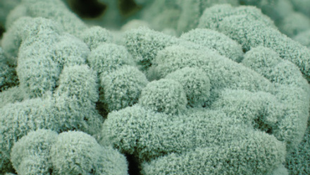 Trichoderma closeup, thumbnail size