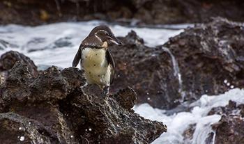 Galapagos Penguin
