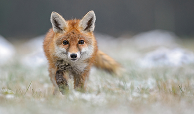fox roaming 