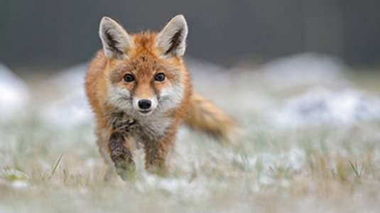 fox roaming 
