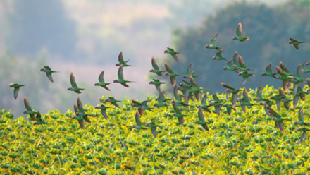 Flock of parrots flying over rain forest