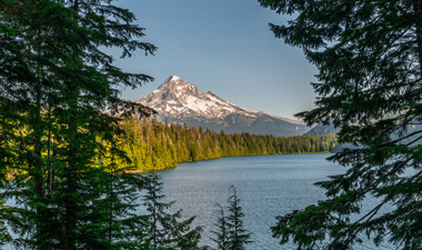 Mount Hood viewed through redwoods