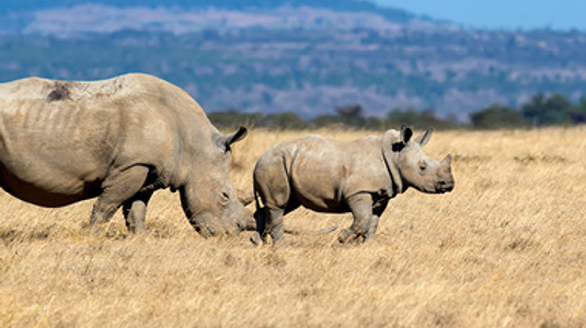 Black rhino, who is on the endangered species list, mom and baby
