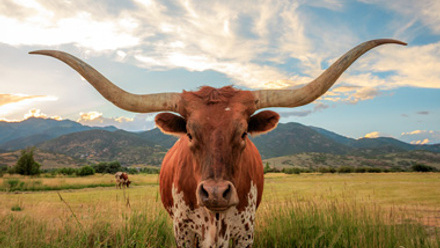 Texas longhorn