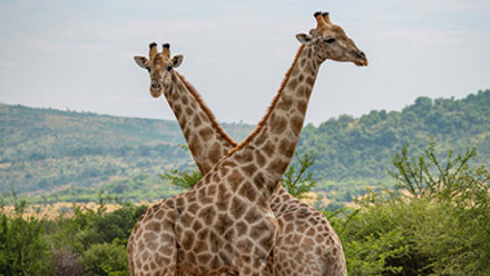 Giraffes-in-Pilanesberg-National-Park-thumb.jpg