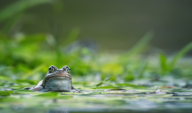 frog swimming in pond