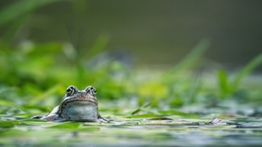 frog swimming in pond
