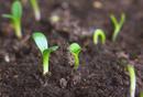 multiple sprouts coming through topsoil