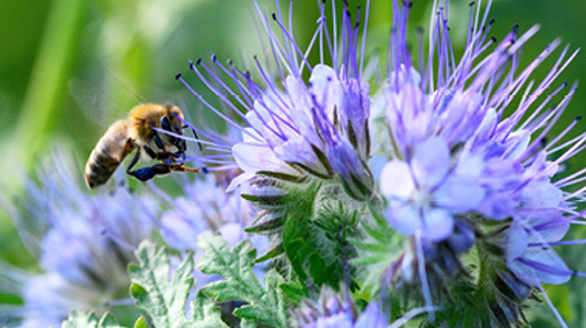 bee in flight collecting pollen from purple flower