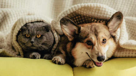 Dog and cat sitting next to each other, peaking out from underneath a blanket