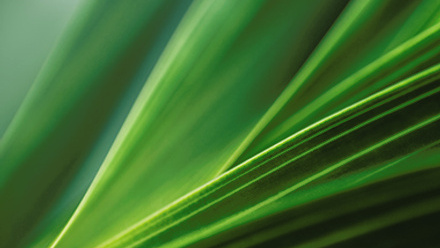 Dark green leaf texture