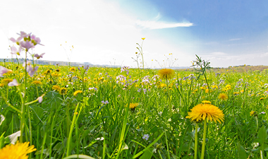 summer field of wild flowers