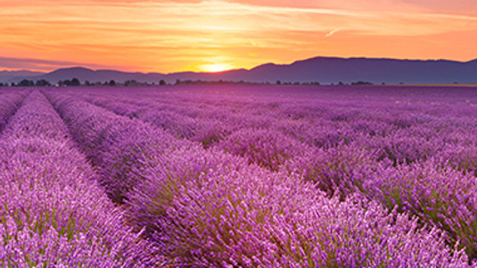 Sunrise over fields of lavender in the Provence, France