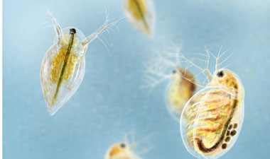 Daphnia: The Good, the Bad and the New