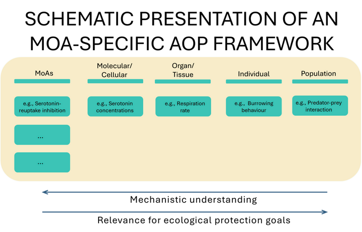 schematic presentation of an MoA-specific AOP framework