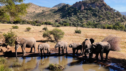 Wild Elephants At Pilanesberg National Park