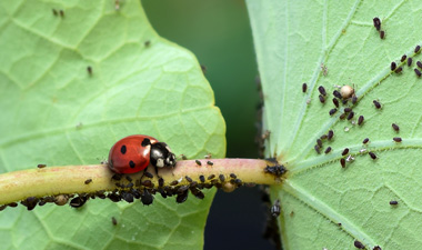 Ladybug on a plant infested with black aphids (thumbnail size)