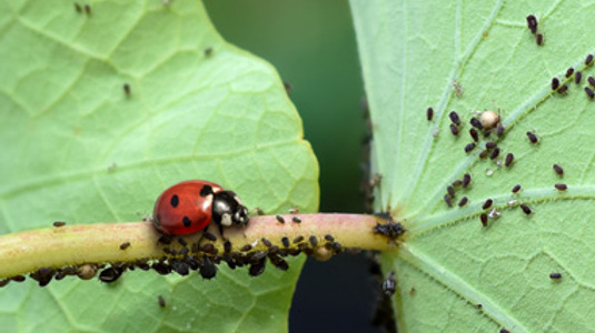 Ladybug on a plant infested with black aphids (thumbnail size)