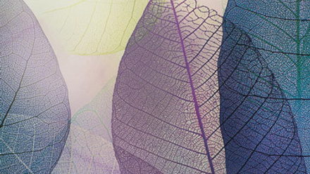 close up of leaves with vein structure visible