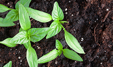 green seedlings growing in rich soil with worm