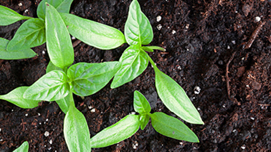 green seedlings growing in rich soil with worm