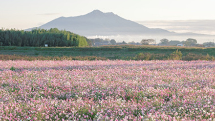 Cosmos Flowers at Kokai River Fureai Park