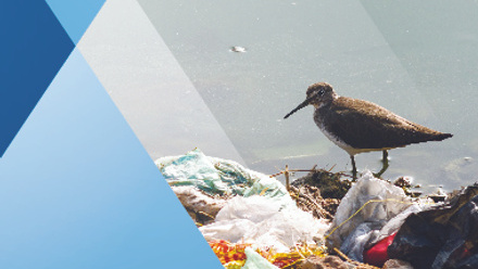 Indian Long-billed Dowitcher, wading in water surrounded by human garbage waste