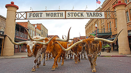 cattle at the Fort Worth Stock Yards