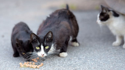 Thumbnail of stray cats eating wet pet food from the street