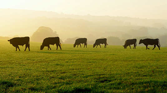 Cattle grazing