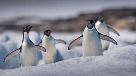 A huddle of Adelie Penguins on ice in Antarctica