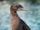 cormorant posing in front of water