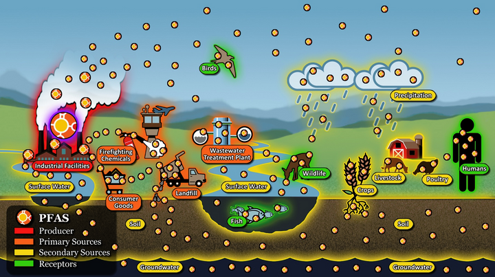 Figure adapted from Pulster et. al. (2024) detailing the environmental transport of PFAS